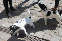 LTVKGMD17IMG_4834